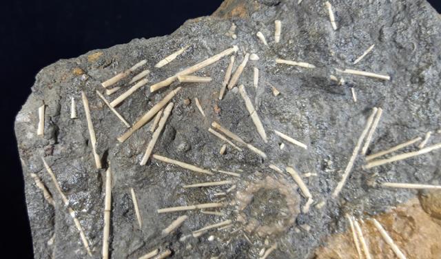 Acrosalenia hemicidaroides WRIGTH 1851 - Bild © FossNet FossilienStore